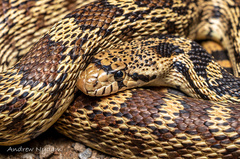 Pituophis catenifer deserticola