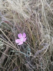Dianthus campestris