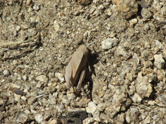 Tomonotus ferruginosus