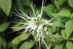 Orthosiphon aristatus