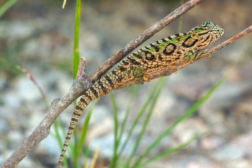 Carpet Chameleon
