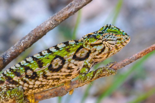 Carpet Chameleon
