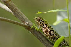 Furcifer lateralis
