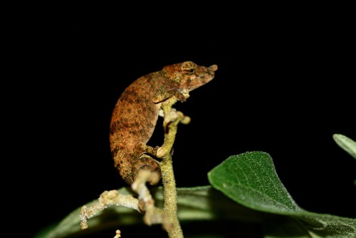 Angozongahy Nosed Chameleon