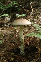 Amanita submaculata
