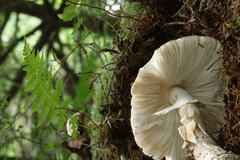 Amanita submaculata