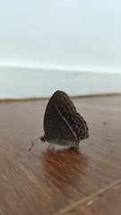 Mycalesis janardana