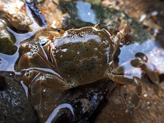 Paragrapsus quadridentatus