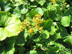 Ligularia dentata