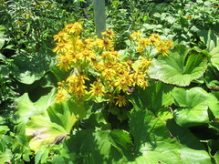 Ligularia dentata
