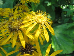 Ligularia dentata