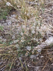 Brickellia eupatorioides gracillima