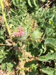 Cirsium brevistylum