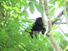 Alouatta discolor