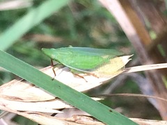 Rhynchomitra recurva