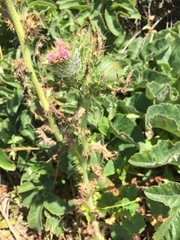 Cirsium brevistylum