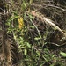 Crotalaria lanceolata lanceolata - Photo (c) Aaron Bean, algunos derechos reservados (CC BY-NC), subido por Aaron Bean