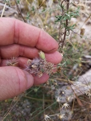 Brickellia eupatorioides gracillima