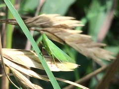 Rhynchomitra recurva