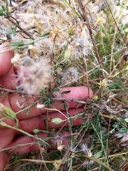 Brickellia eupatorioides gracillima