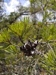 Pinus remota