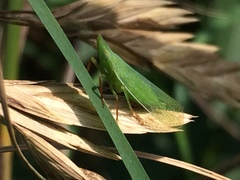 Rhynchomitra recurva