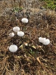 Agoseris apargioides