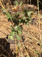 Cirsium brevistylum