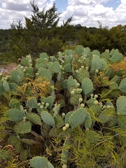 Opuntia cacanapa