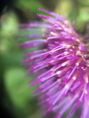 Cirsium andrewsii