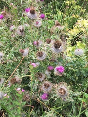 Cirsium andrewsii