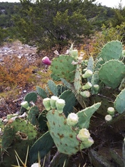 Opuntia cacanapa