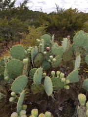 Opuntia cacanapa