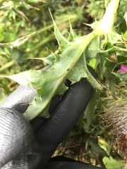 Cirsium andrewsii