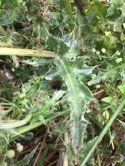 Cirsium andrewsii