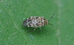 Monalocorisca