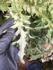 Cirsium andrewsii