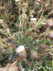 Cirsium andrewsii