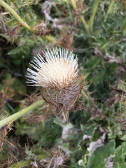 Cirsium andrewsii