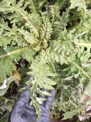 Cirsium andrewsii