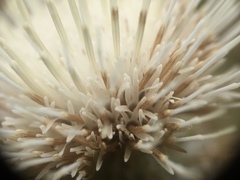 Cirsium andrewsii
