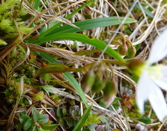 Montia bostockii