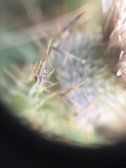 Cirsium andrewsii