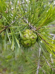 Pinus remota