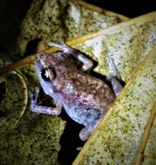 Eleutherodactylus pallidus