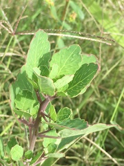 Porophyllum ruderale