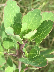 Porophyllum ruderale