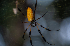 Trichonephila clavipes image