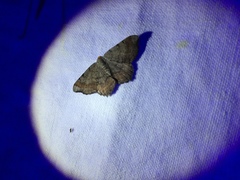 Macaria distribuaria