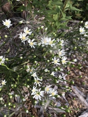 Solidago ptarmicoides